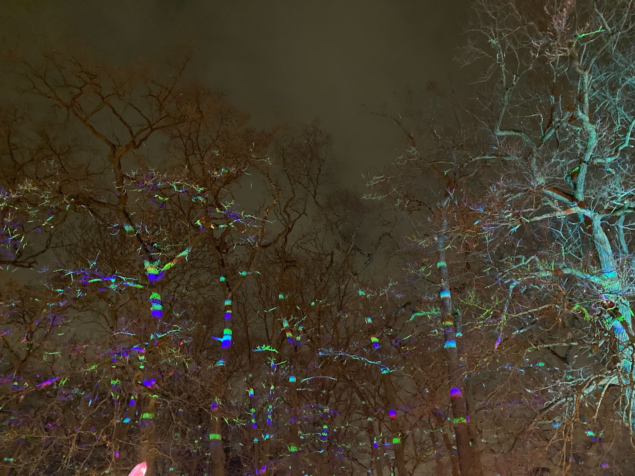 Bomen L'Odyssee Lumineuse
